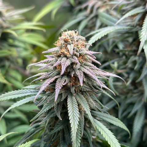 Lemon Cherry Gelato 🍋🍒 growlog timeline photo