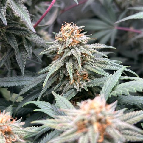Lemon Cherry Gelato 🍋🍒 growlog timeline photo