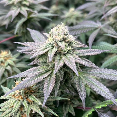 Watermelon Zkittlez 🍉🍭 growlog timeline photo