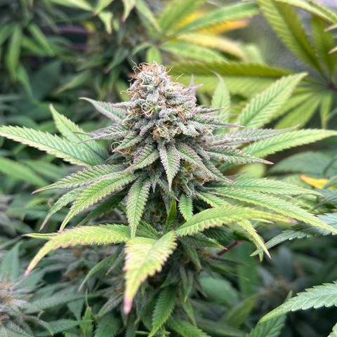 Pineapple Express 🍍 growlog timeline photo