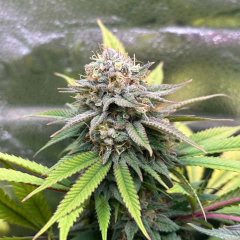 Pineapple Express 🍍 growlog timeline photo