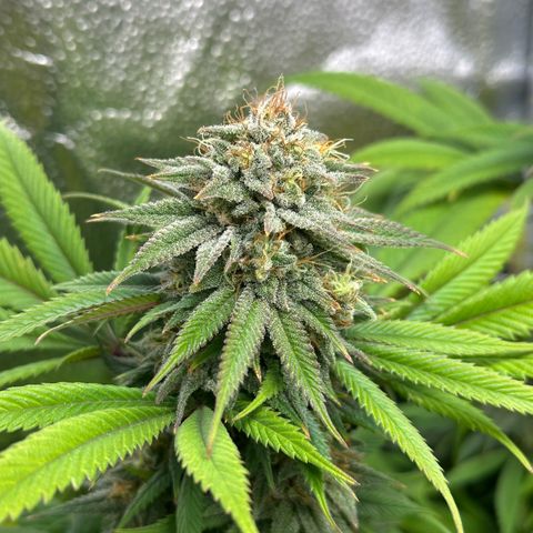 Pineapple Express 🍍 growlog timeline photo