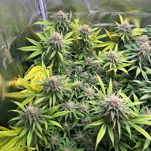 Pineapple Express 🍍 growlog timeline photo