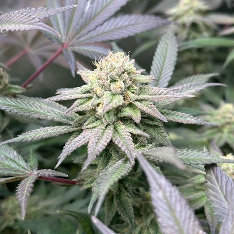 Watermelon Zkittlez 🍉🍭 growlog timeline photo