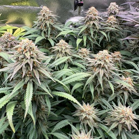 Lemon Cherry Gelato 🍋🍒 growlog timeline photo