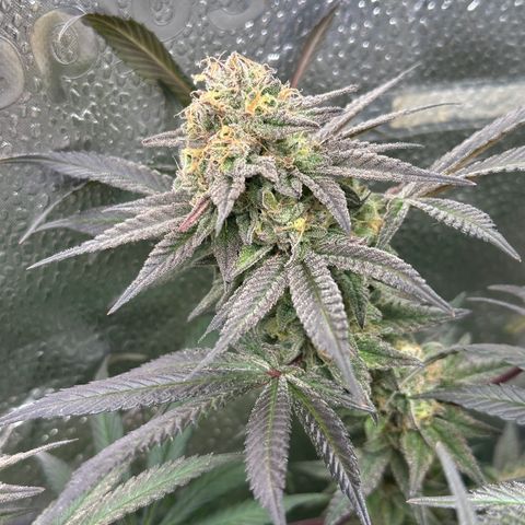 Watermelon Zkittlez 🍉🍭 growlog timeline photo