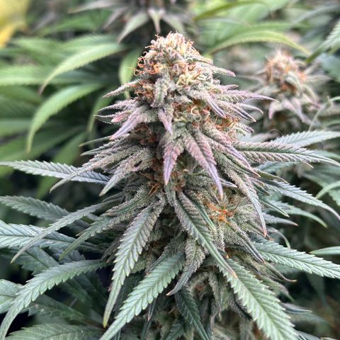 Lemon Cherry Gelato 🍋🍒 growlog timeline photo