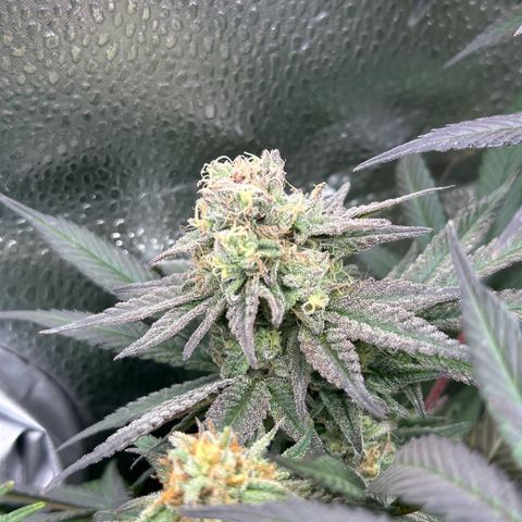 Watermelon Zkittlez 🍉🍭 growlog timeline photo