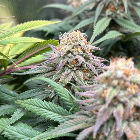 Lemon Cherry Gelato 🍋🍒 growlog timeline photo