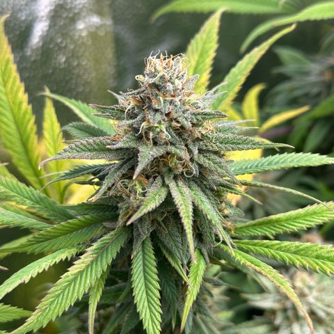 Pineapple Express 🍍 growlog timeline photo
