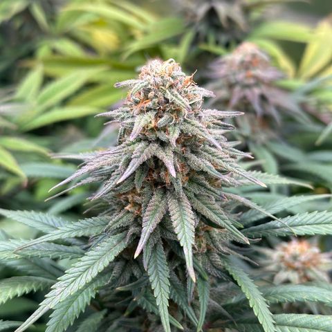 Lemon Cherry Gelato 🍋🍒 growlog timeline photo