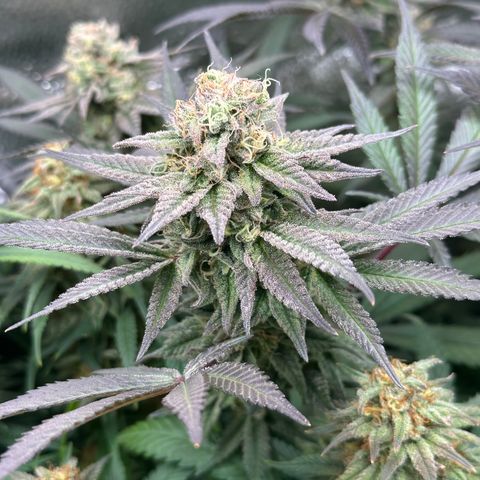 Watermelon Zkittlez 🍉🍭 growlog timeline photo