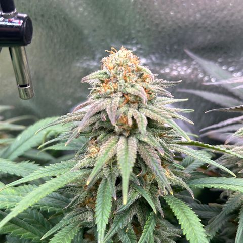 Lemon Cherry Gelato 🍋🍒 growlog timeline photo