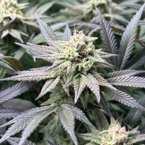 Watermelon Zkittlez 🍉🍭 growlog timeline photo