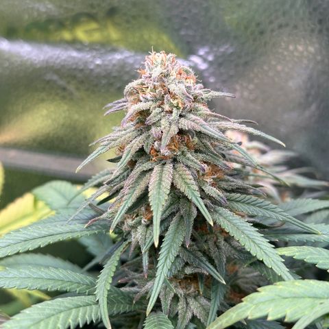 Lemon Cherry Gelato 🍋🍒 growlog timeline photo