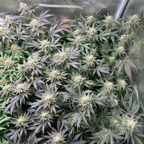 Watermelon Zkittlez 🍉🍭 growlog timeline photo