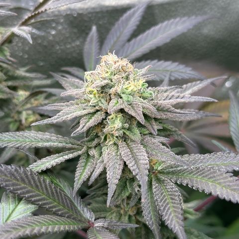 Watermelon Zkittlez 🍉🍭 growlog timeline photo