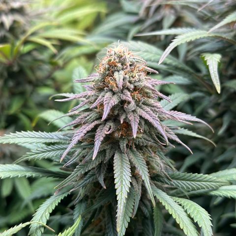 Lemon Cherry Gelato 🍋🍒 growlog timeline photo