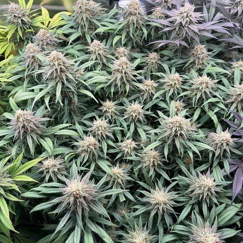 Lemon Cherry Gelato 🍋🍒 growlog timeline photo
