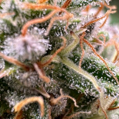 Lemon Cherry Gelato 🍋🍒 growlog timeline photo