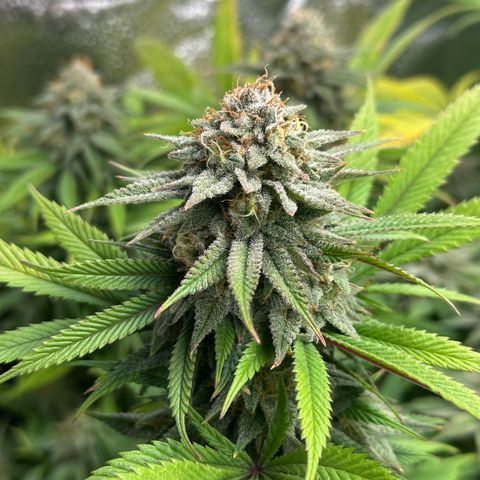 Pineapple Express 🍍 growlog timeline photo