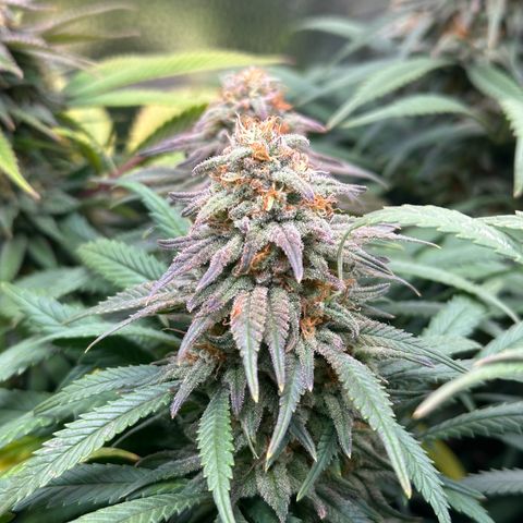 Lemon Cherry Gelato 🍋🍒 growlog timeline photo