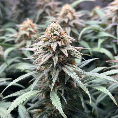 Lemon Cherry Gelato 🍋🍒 growlog timeline photo