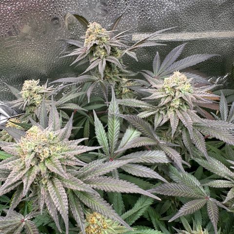 Watermelon Zkittlez 🍉🍭 growlog timeline photo