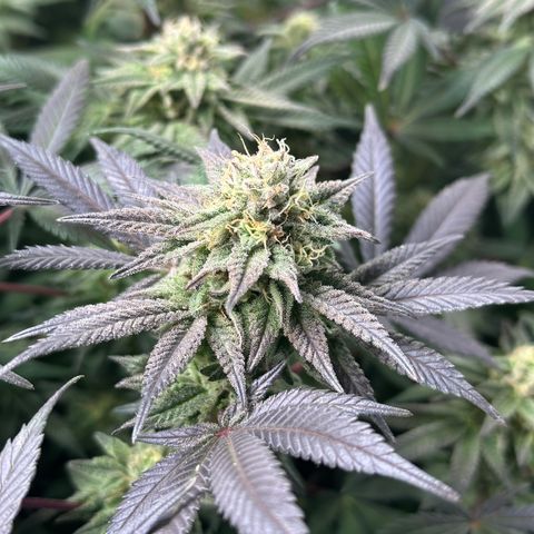 Watermelon Zkittlez 🍉🍭 growlog timeline photo