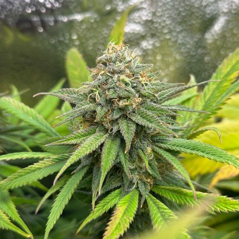 Pineapple Express 🍍 growlog timeline photo