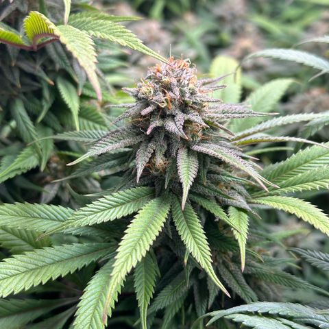 Pineapple Express 🍍 growlog timeline photo