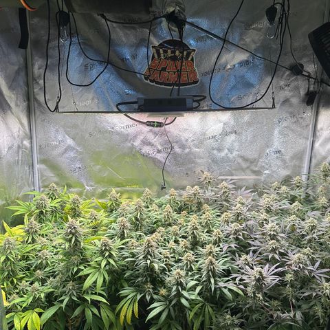 Lemon Cherry Gelato 🍋🍒 growlog photo: PE: L / LCG: M / WZ: R