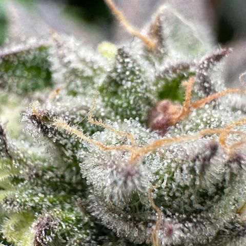 Watermelon Zkittlez 🍉🍭 growlog timeline photo
