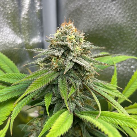 Pineapple Express 🍍 growlog timeline photo