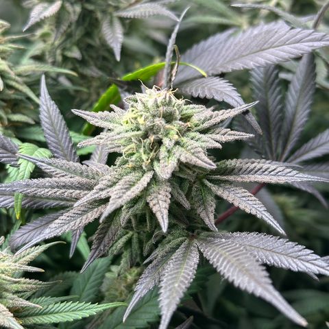 Watermelon Zkittlez 🍉🍭 growlog timeline photo