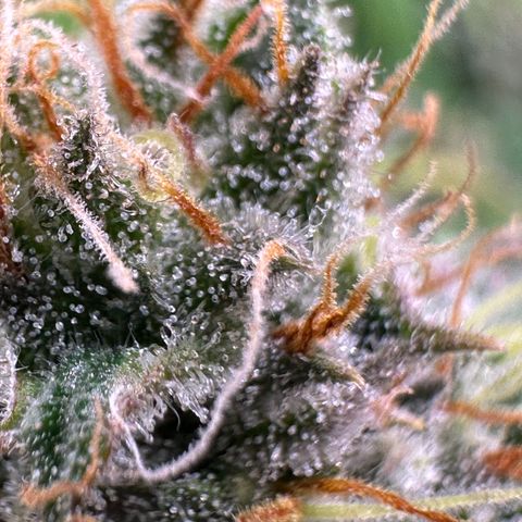Pineapple Express 🍍 growlog timeline photo