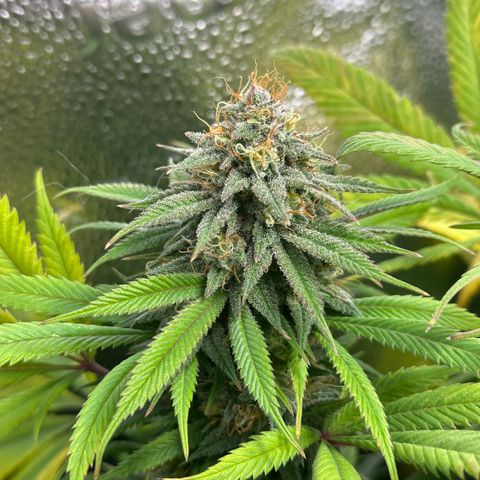 Pineapple Express 🍍 growlog timeline photo