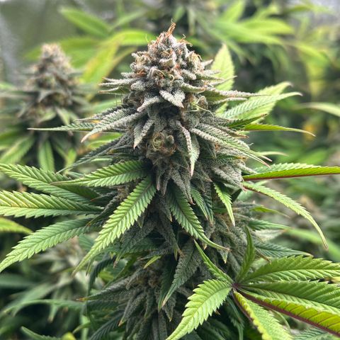 Pineapple Express 🍍 growlog timeline photo