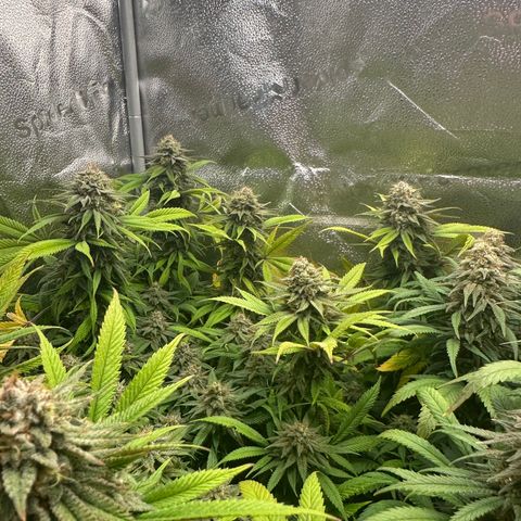 Pineapple Express 🍍 growlog timeline photo