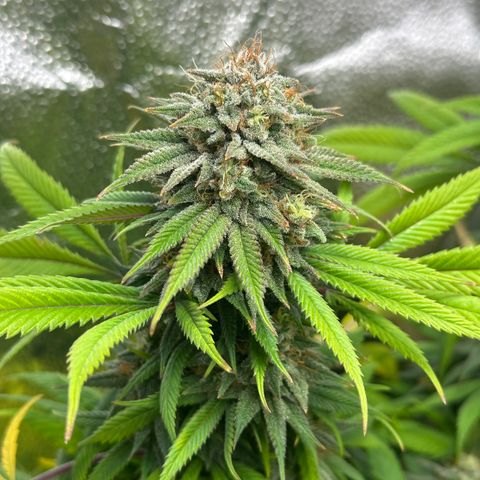 Pineapple Express 🍍 growlog timeline photo