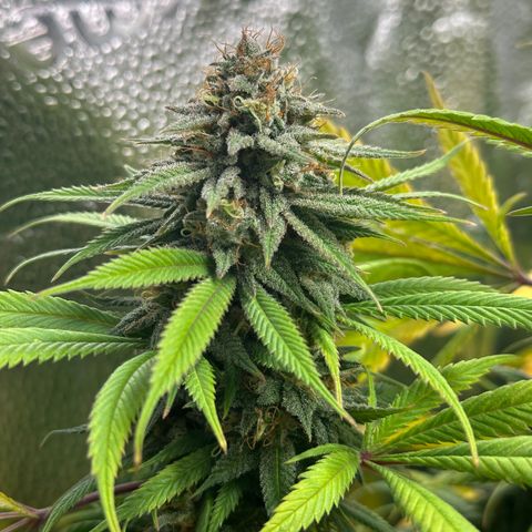 Pineapple Express 🍍 growlog timeline photo