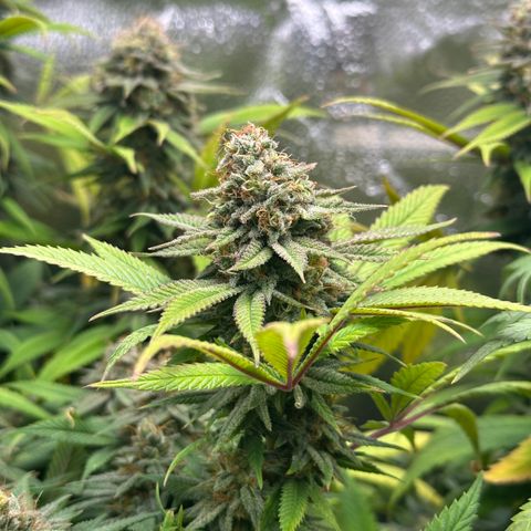 Pineapple Express 🍍 growlog timeline photo