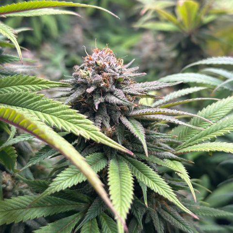Pineapple Express 🍍 growlog timeline photo