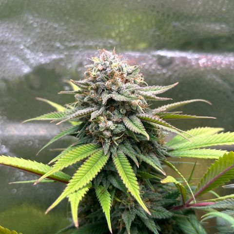 Pineapple Express 🍍 growlog timeline photo