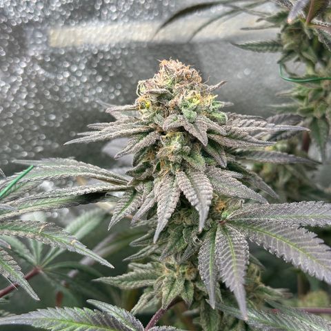 Watermelon Zkittlez 🍉🍭 growlog timeline photo
