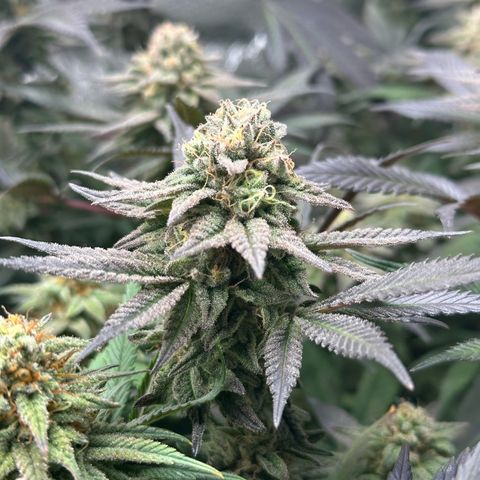 Watermelon Zkittlez 🍉🍭 growlog timeline photo