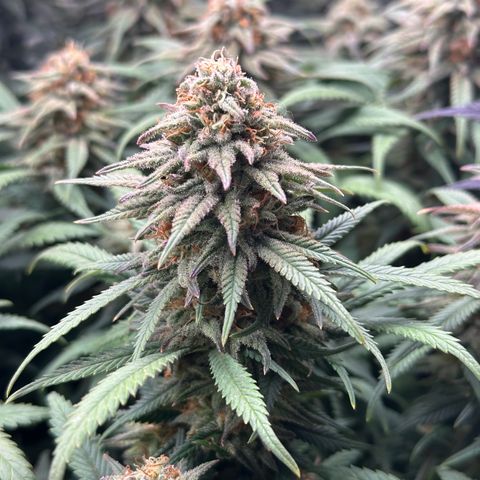 Lemon Cherry Gelato 🍋🍒 growlog timeline photo