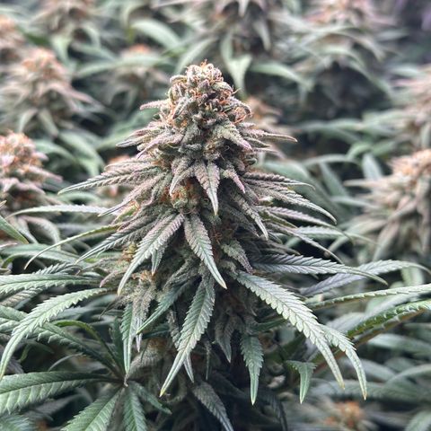 Lemon Cherry Gelato 🍋🍒 growlog timeline photo