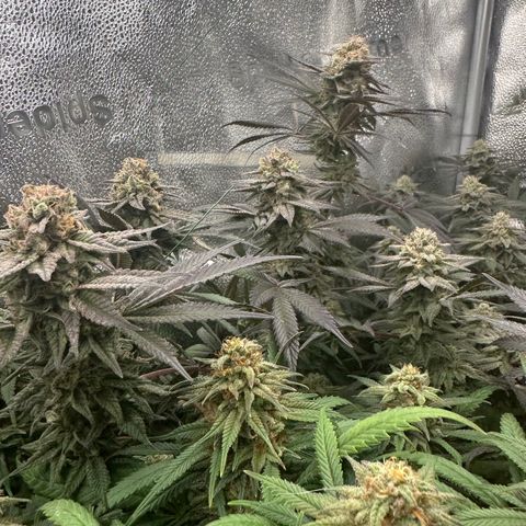 Watermelon Zkittlez 🍉🍭 growlog timeline photo