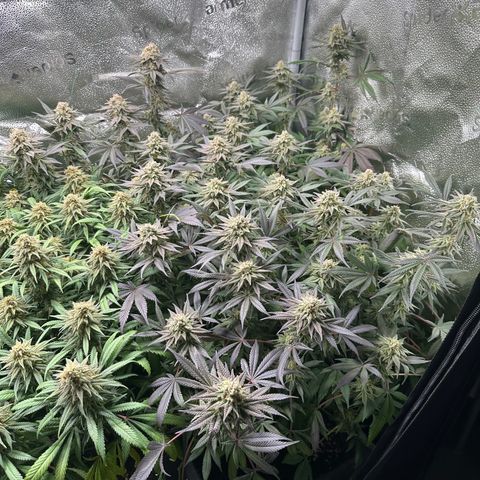 Watermelon Zkittlez 🍉🍭 growlog timeline photo